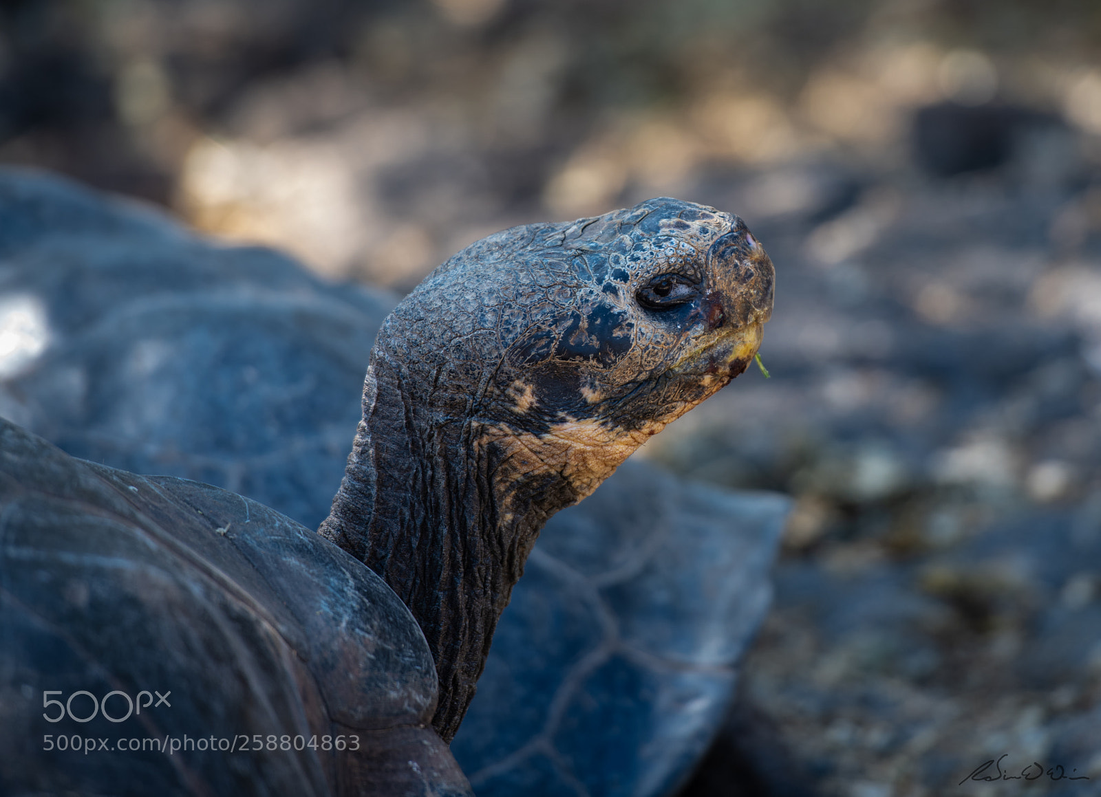 Nikon D850 sample photo. Giant tortoise photography