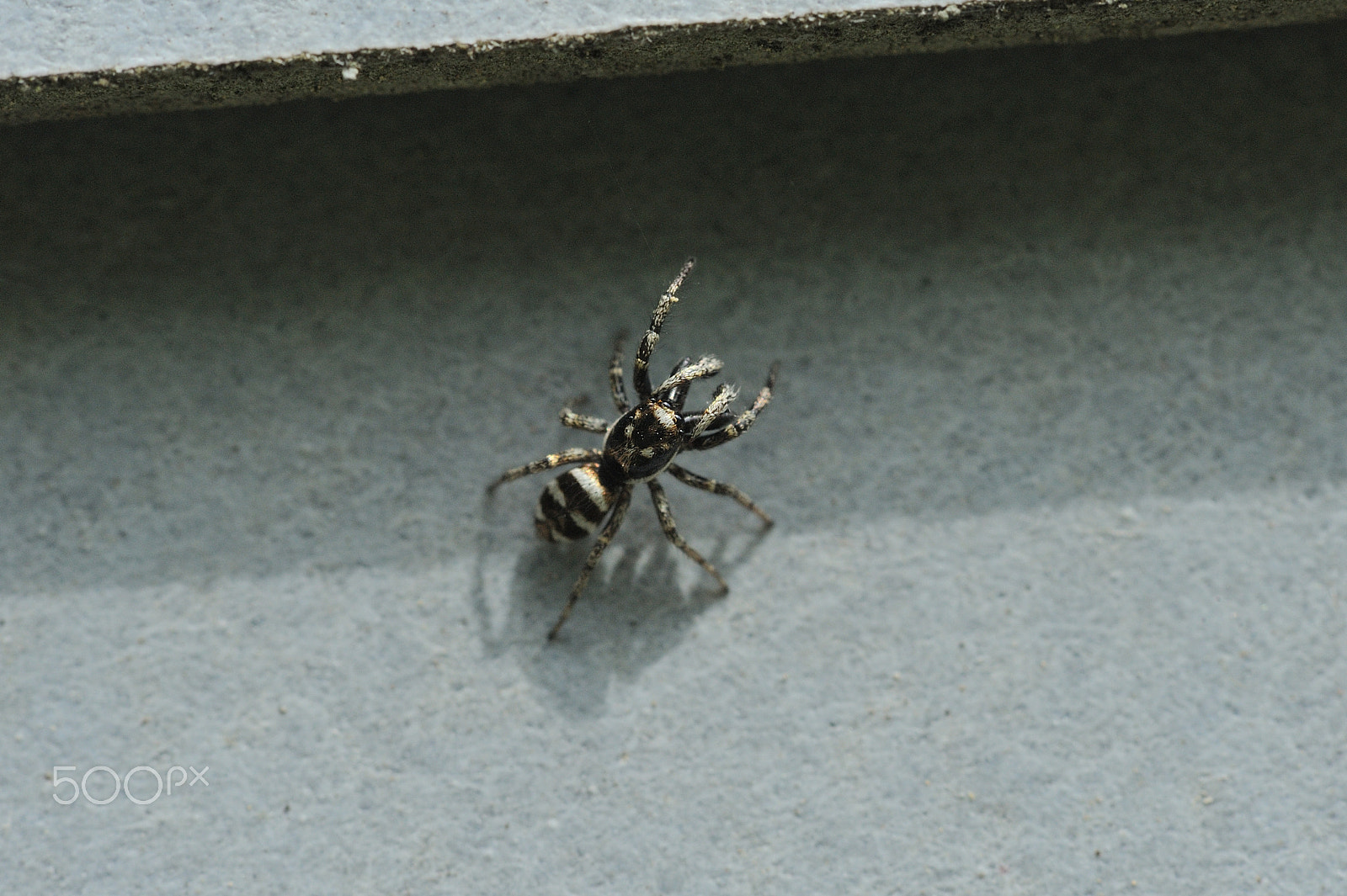 Nikon D3 + Nikon AF-S Micro-Nikkor 105mm F2.8G IF-ED VR sample photo. Zebra back spider photography