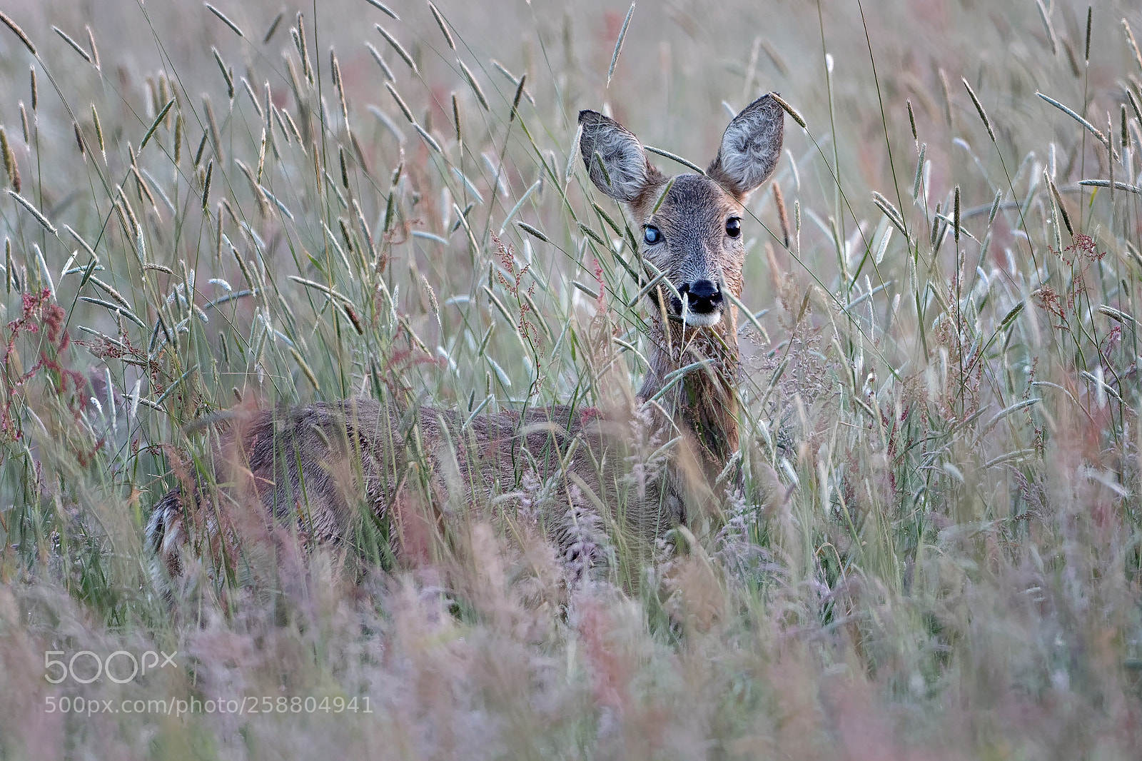 Canon EOS 7D Mark II sample photo. Auf einem auge blind? photography