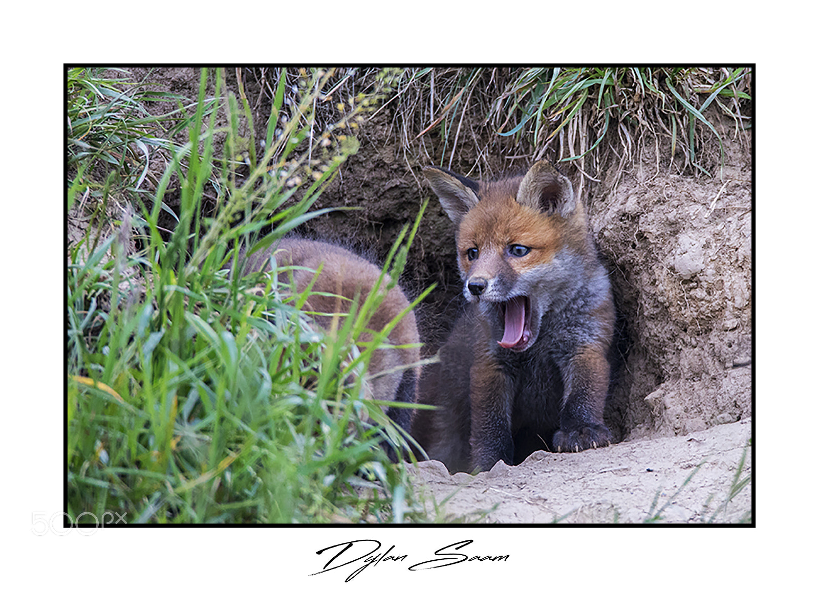 Canon EOS 5D Mark IV sample photo. Renardeau photography