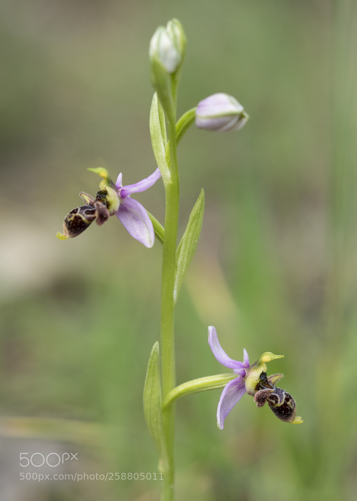 Olympus OM-D E-M1 sample photo. Ophrys scolopax. photography