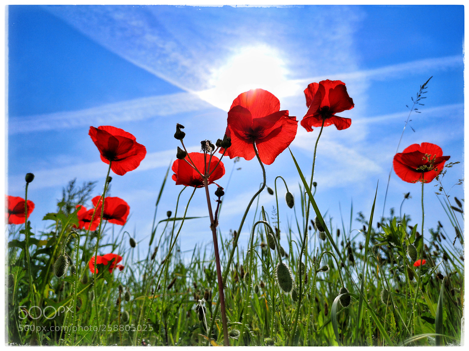 HUAWEI CLT-L29 sample photo. Coquelicots qui bronzent photography
