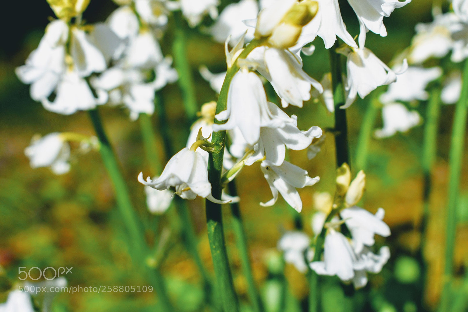 Nikon D3400 sample photo. Snow bells photography