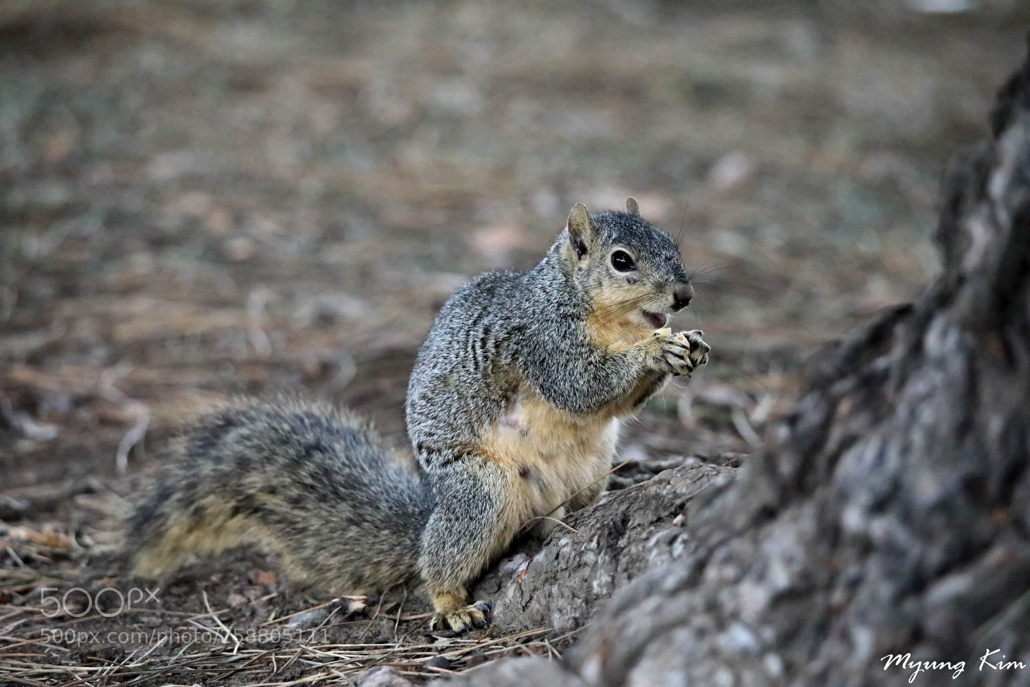 Canon EOS 5D Mark IV sample photo. 3p5a8368-2.jpg photography