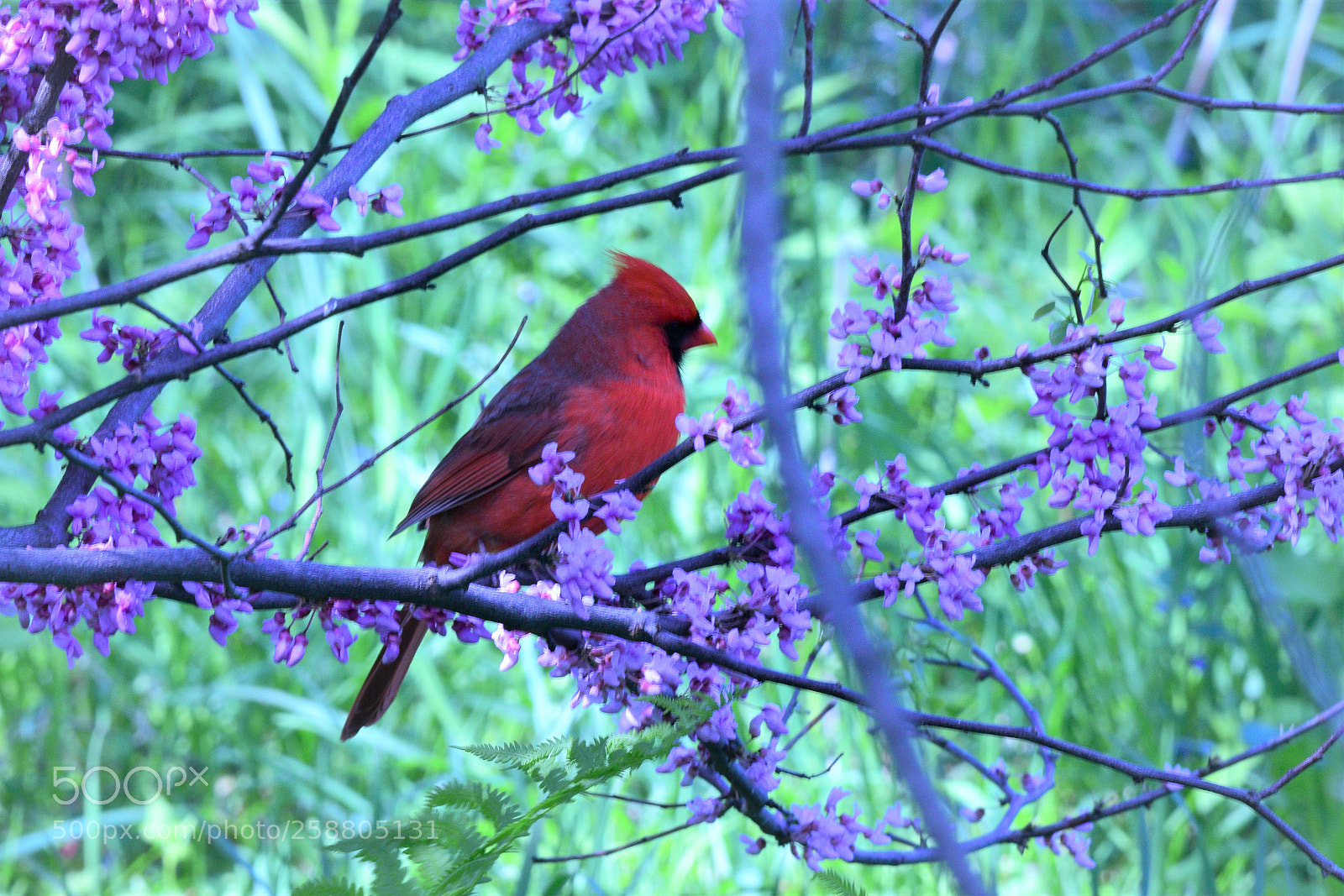 Nikon D3300 sample photo. Cardinal in flowered tree photography