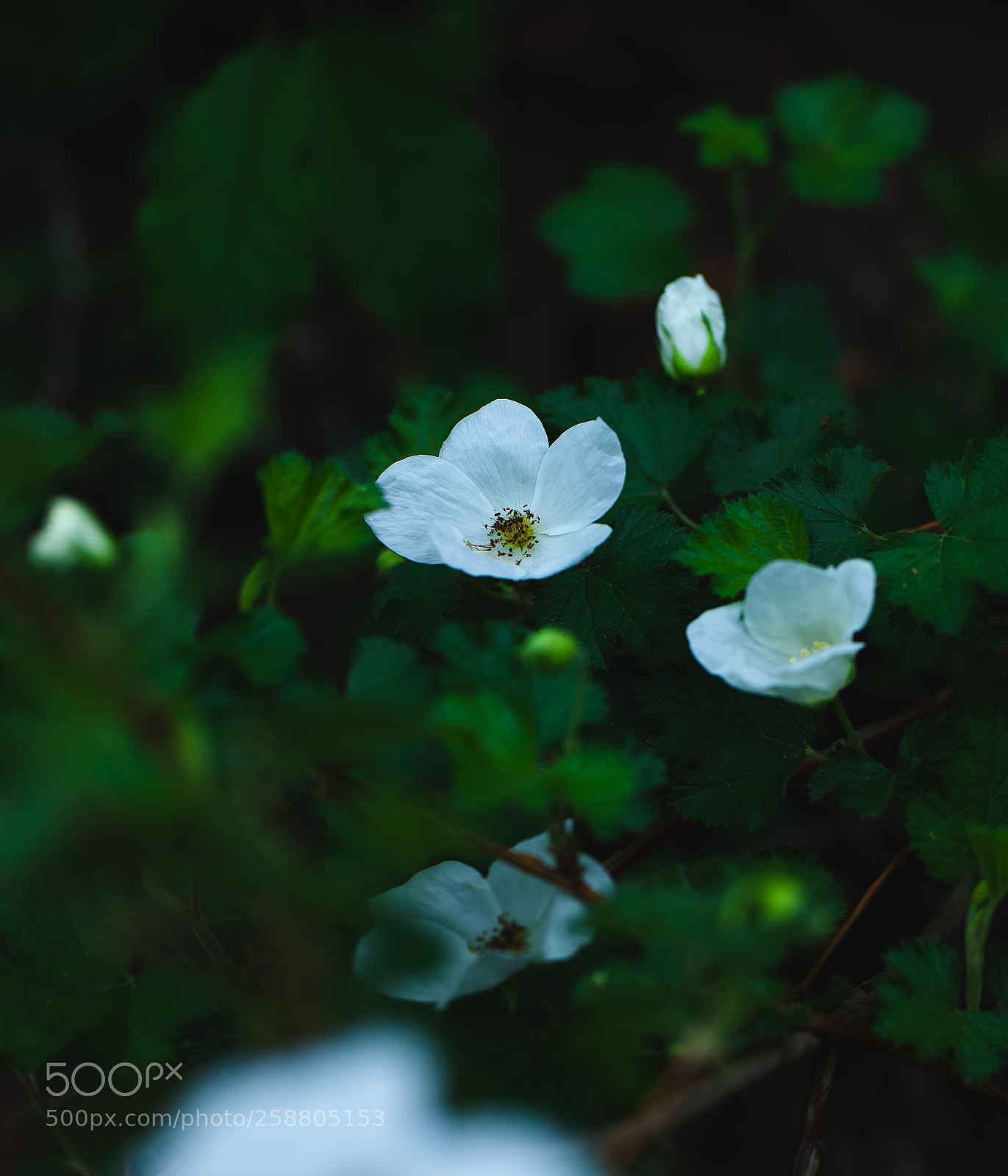 Canon EOS 5D Mark II sample photo. Untitled photography