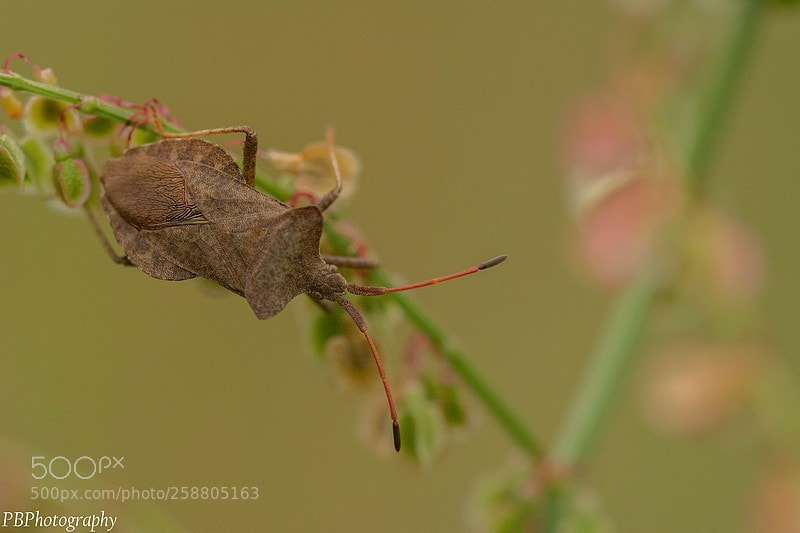 Nikon D7100 sample photo. Bug photography