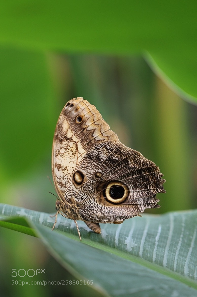 Canon EOS 6D Mark II sample photo. A beautiful butterfly photography