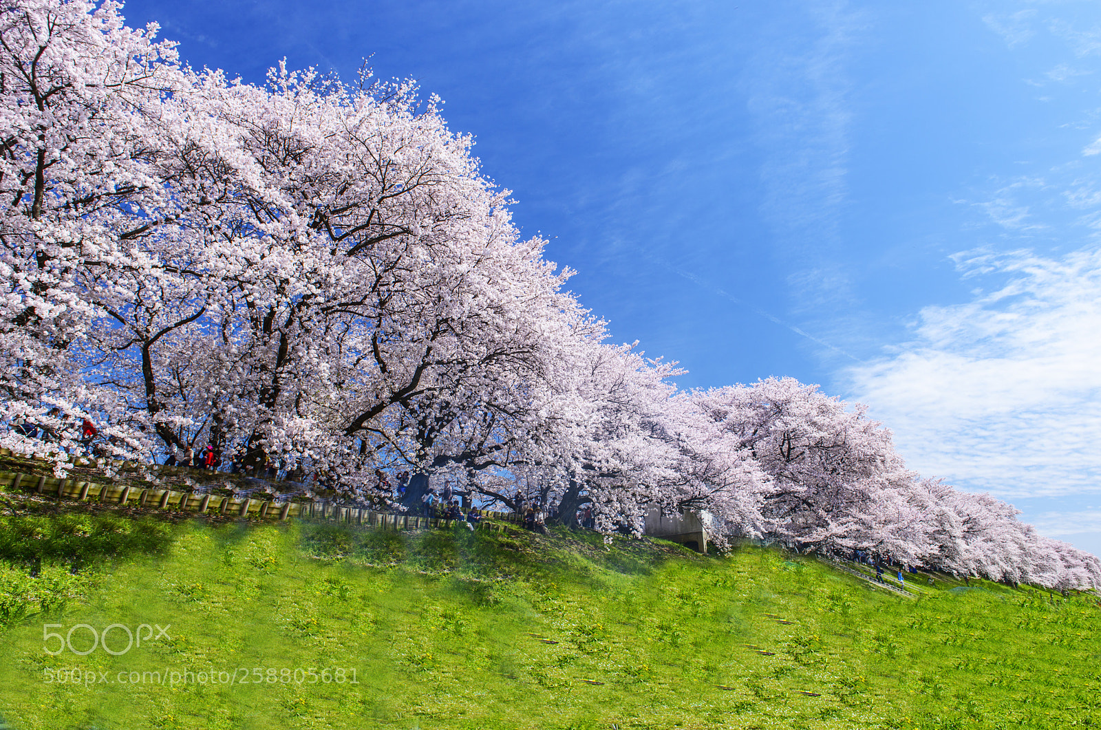 Nikon D800 sample photo. Sakura at yodogawa riverside photography
