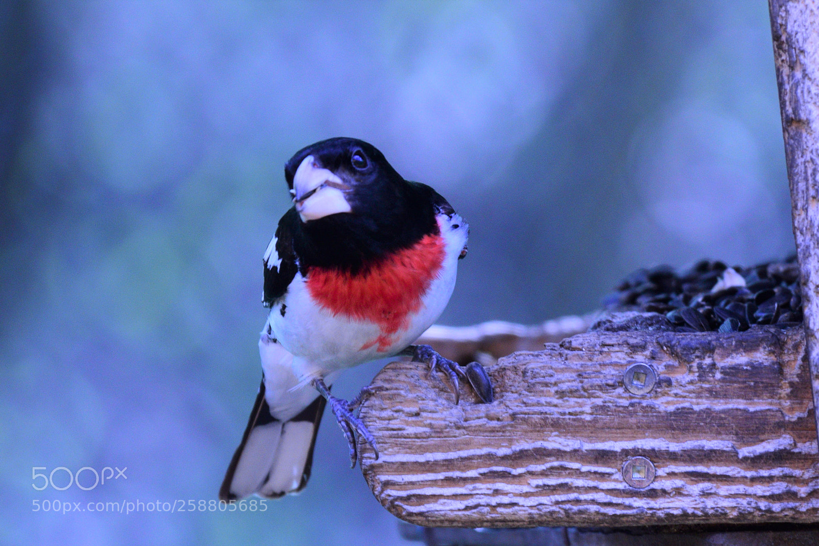 Nikon D3300 sample photo. Rose breasted grosbeak perched photography
