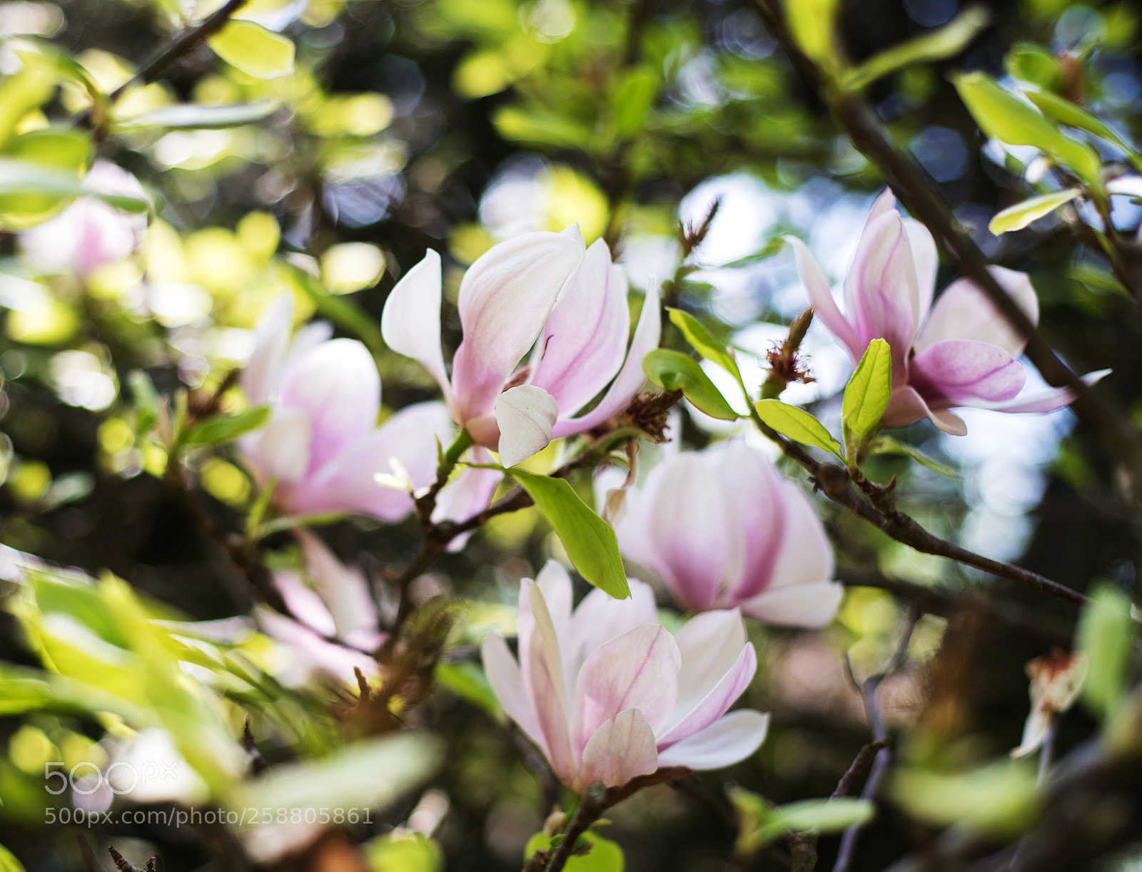Nikon D750 sample photo. Spring magnolia flowers photography