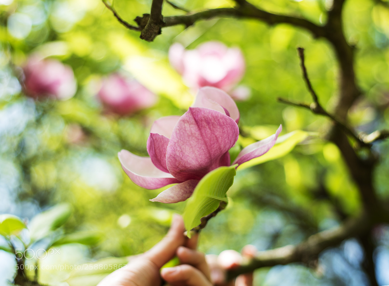 Nikon D750 sample photo. Spring magnolia flowers photography