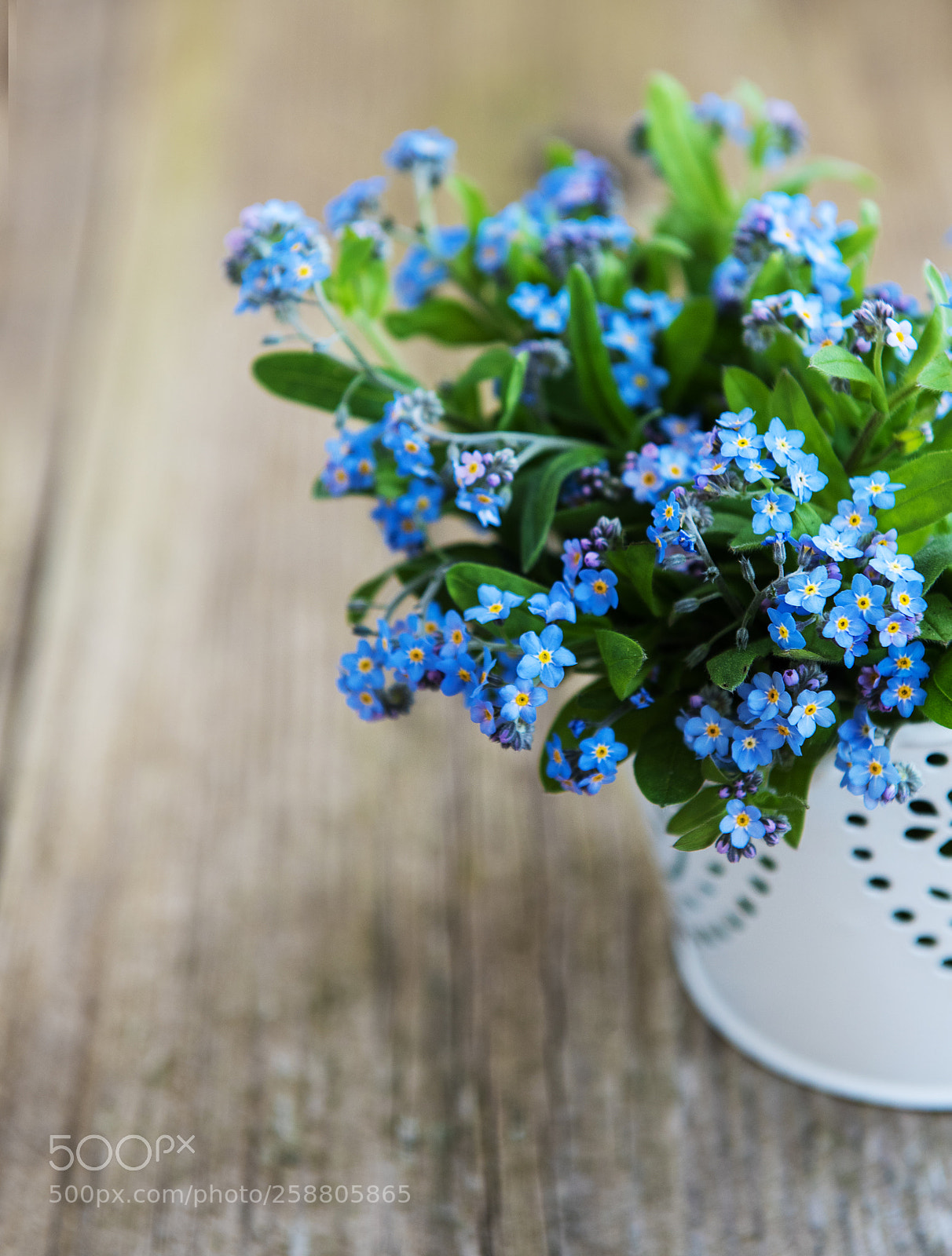 Nikon D750 sample photo. Forget-me-not flowers in small photography