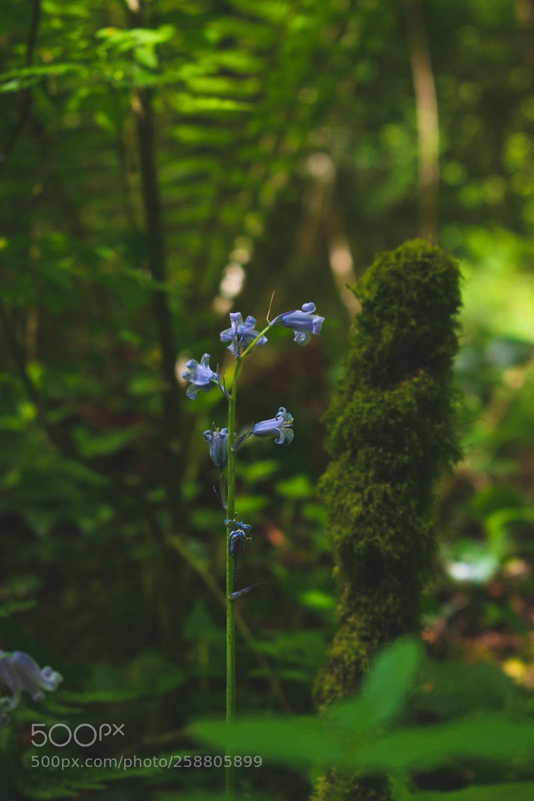 Nikon D5600 sample photo. Bluebell wood photography