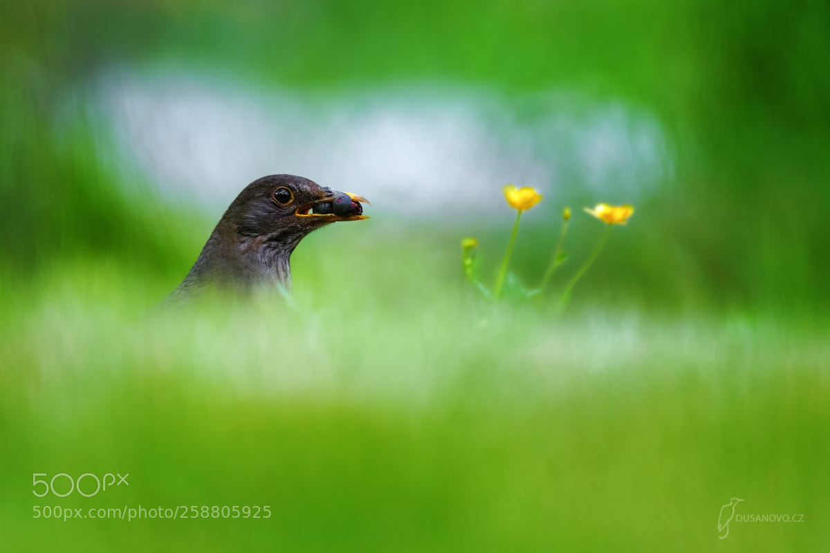 Nikon D500 sample photo. Blackbirds don't eat only photography