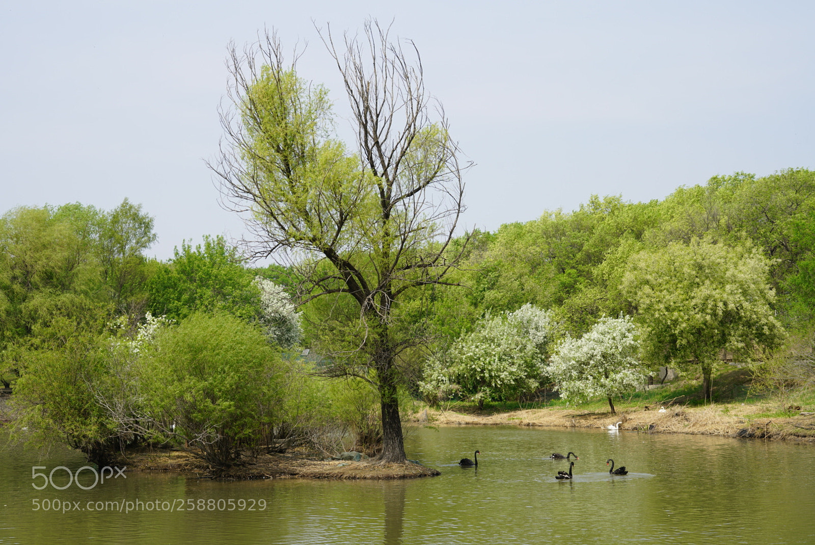Sony a7R II sample photo. 水边 photography