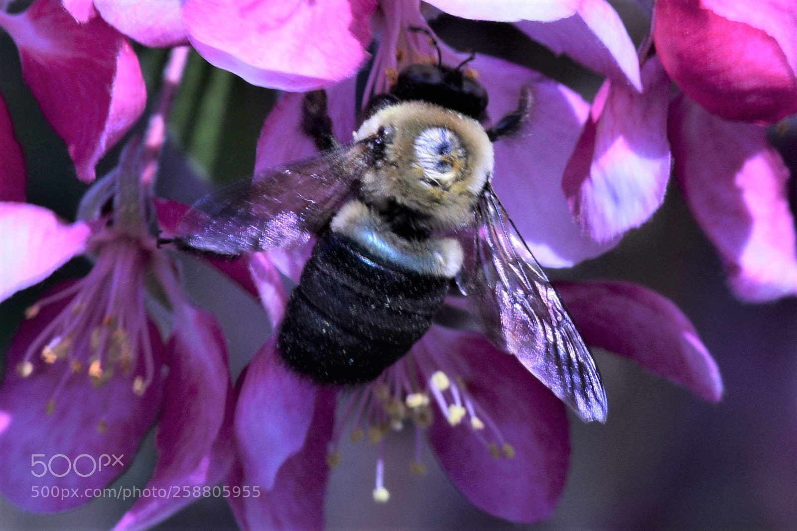 Nikon D3300 sample photo. Flowers and a bee photography