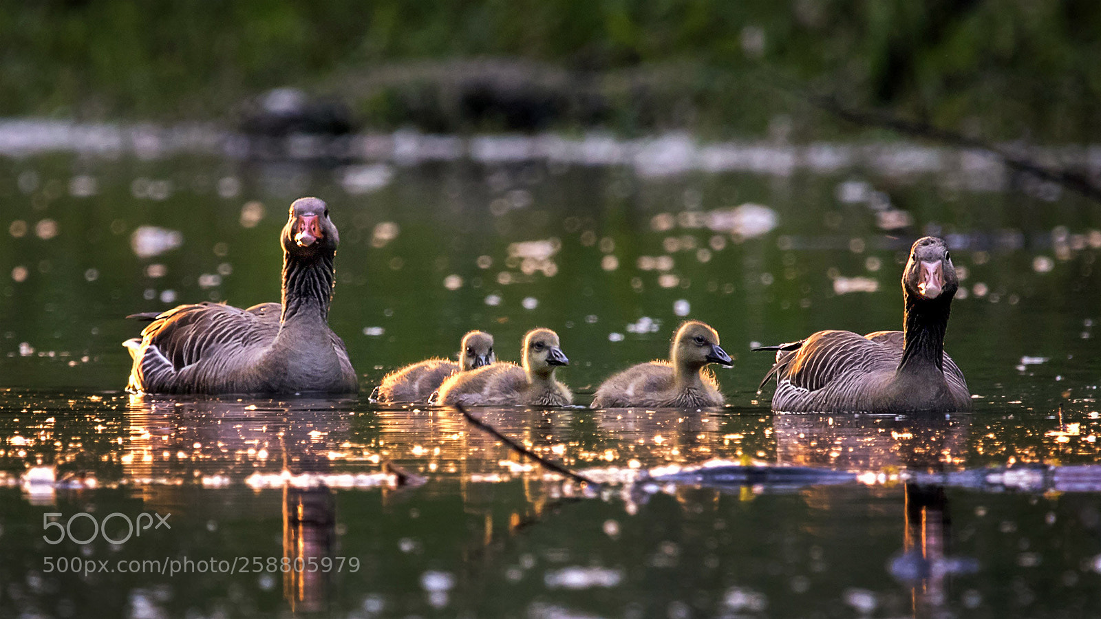 Canon EOS 80D sample photo. Grey goose family photography