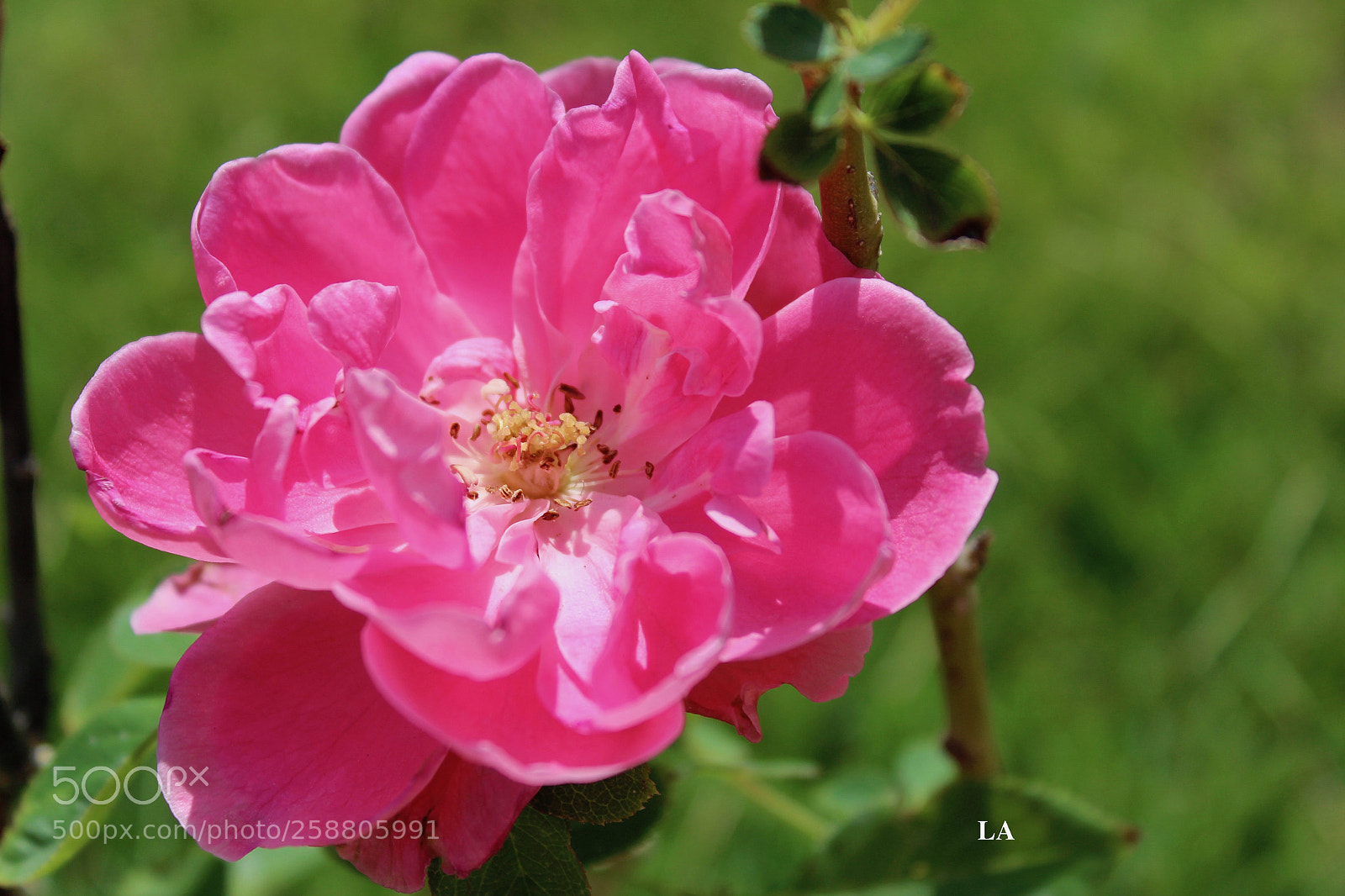 Canon EOS 600D (Rebel EOS T3i / EOS Kiss X5) sample photo. Img photography