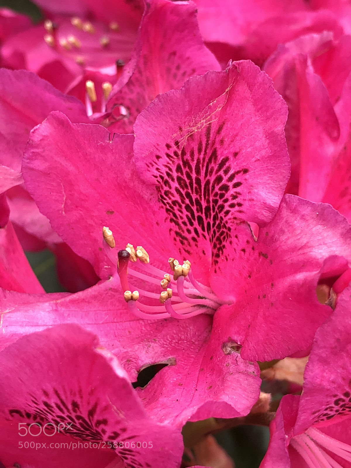 Apple iPhone X sample photo. Untitled photography