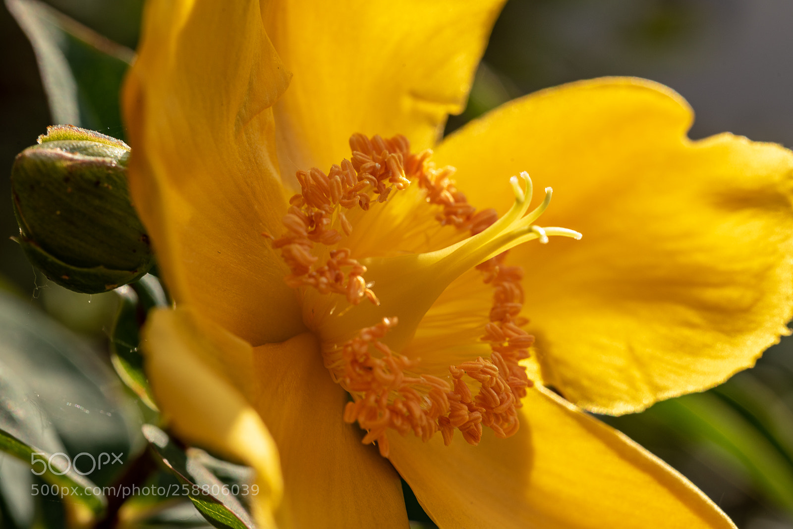 Nikon D750 sample photo. First of the season photography