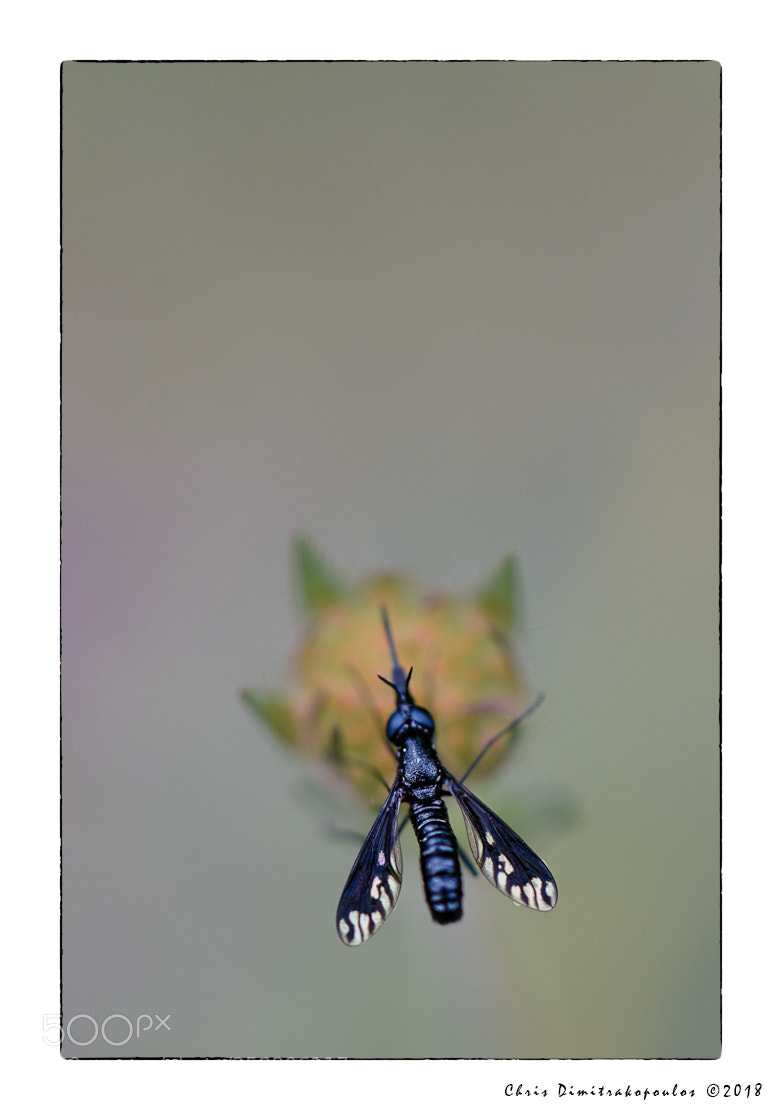 Nikon D7000 sample photo. Whatever it is... photography