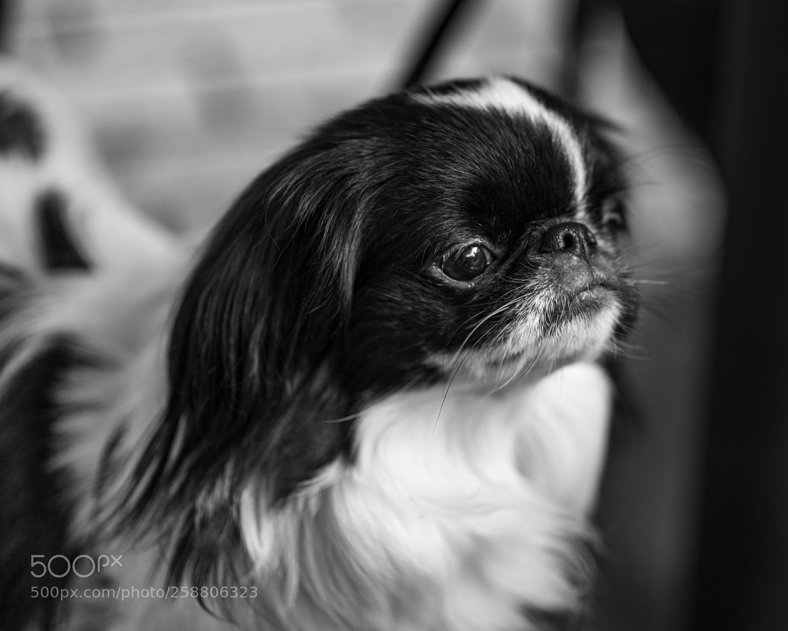 Sony a7R II sample photo. Winston photography