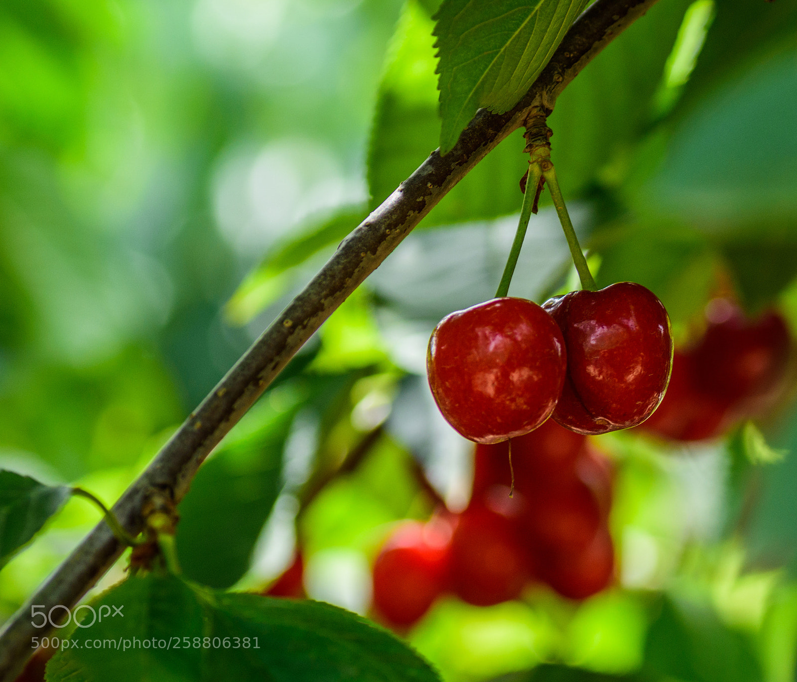 Nikon D7200 sample photo. Sweet couple photography