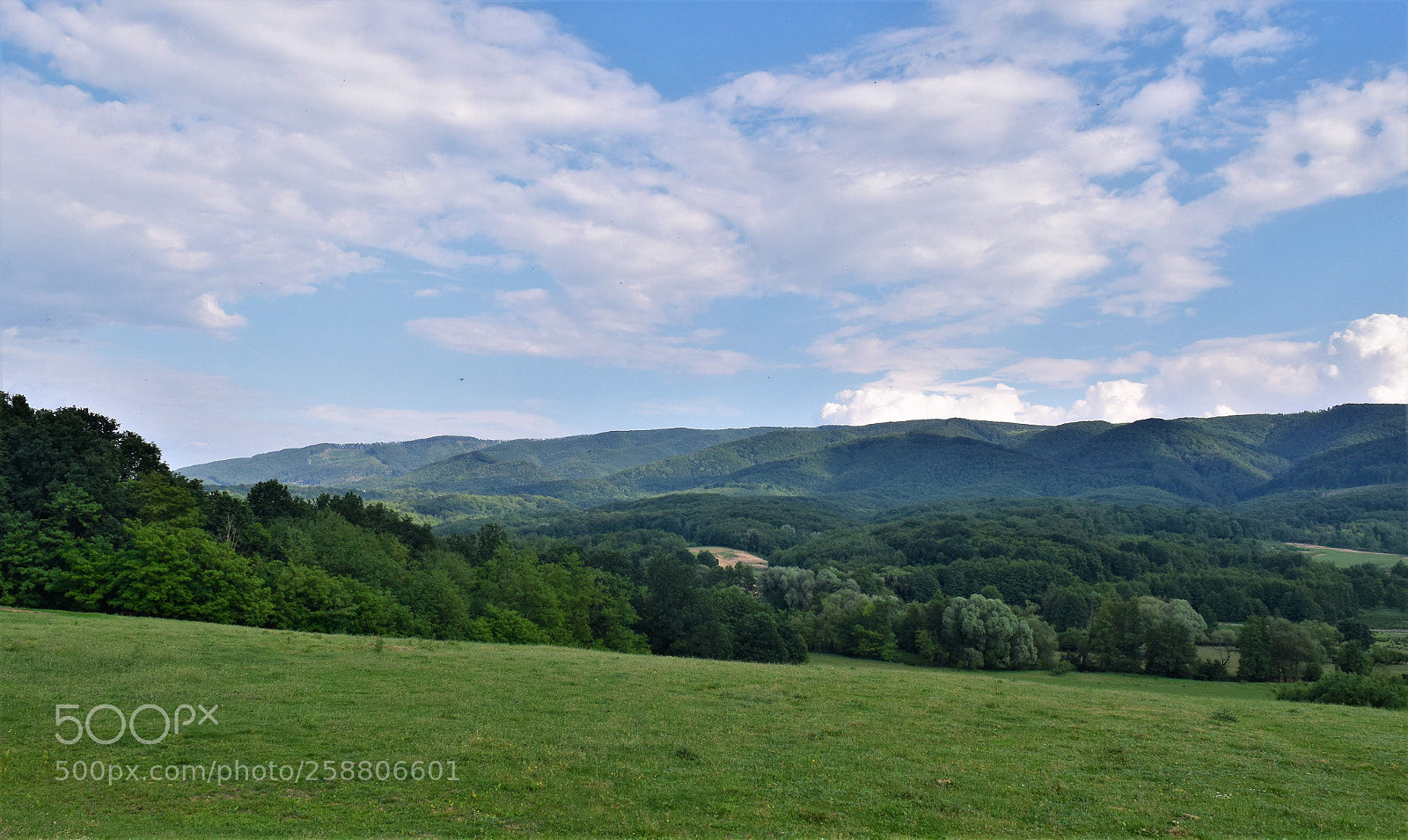 Nikon D3300 sample photo. The world is green photography