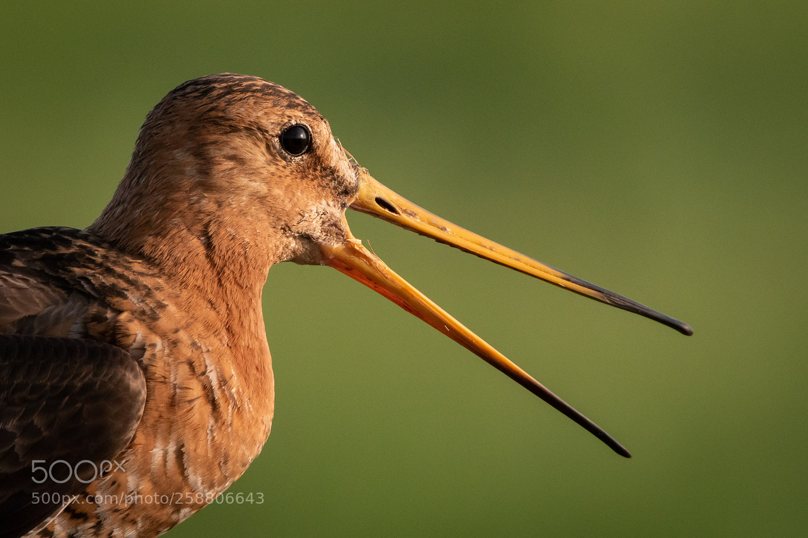 Nikon D5500 sample photo. Grutto - black-tailed godwit photography