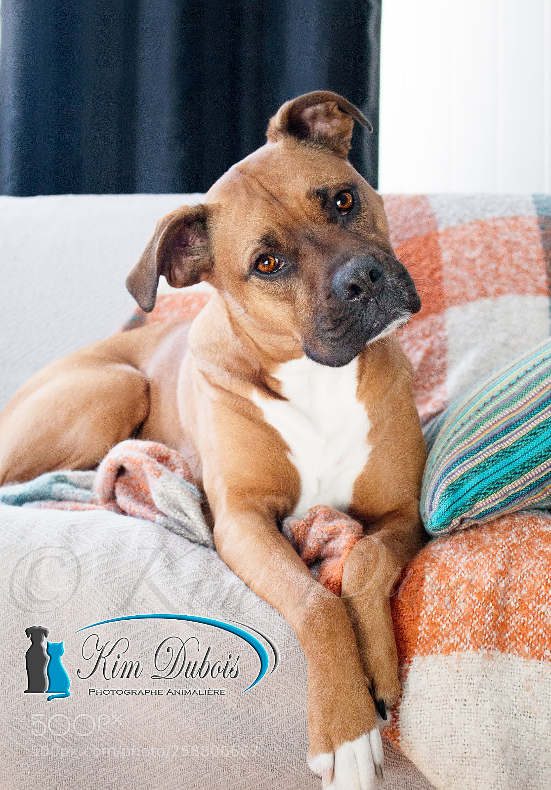 Canon EOS 70D sample photo. Aiko the boxer photography