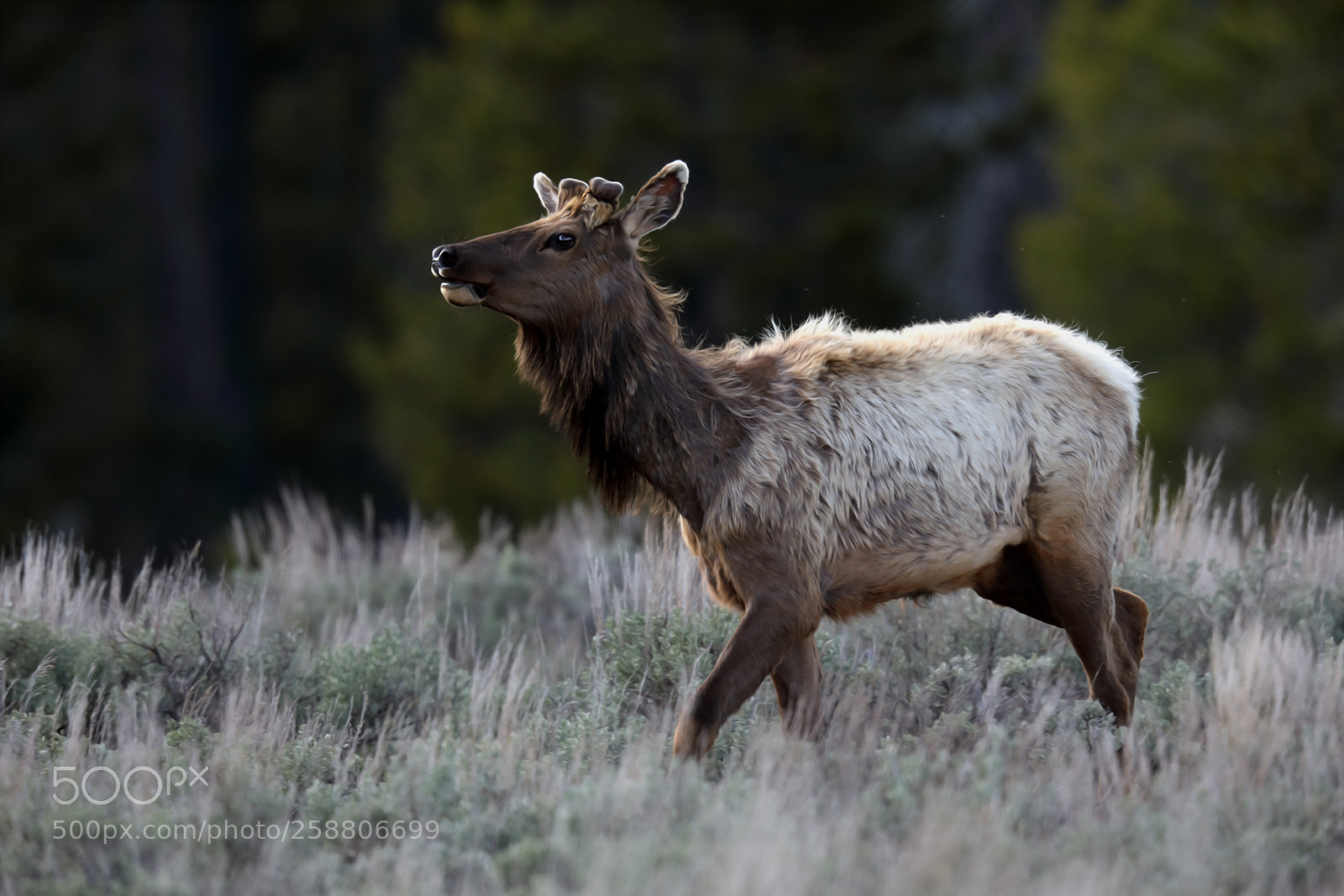 Canon EOS 5D Mark IV sample photo. Elk photography