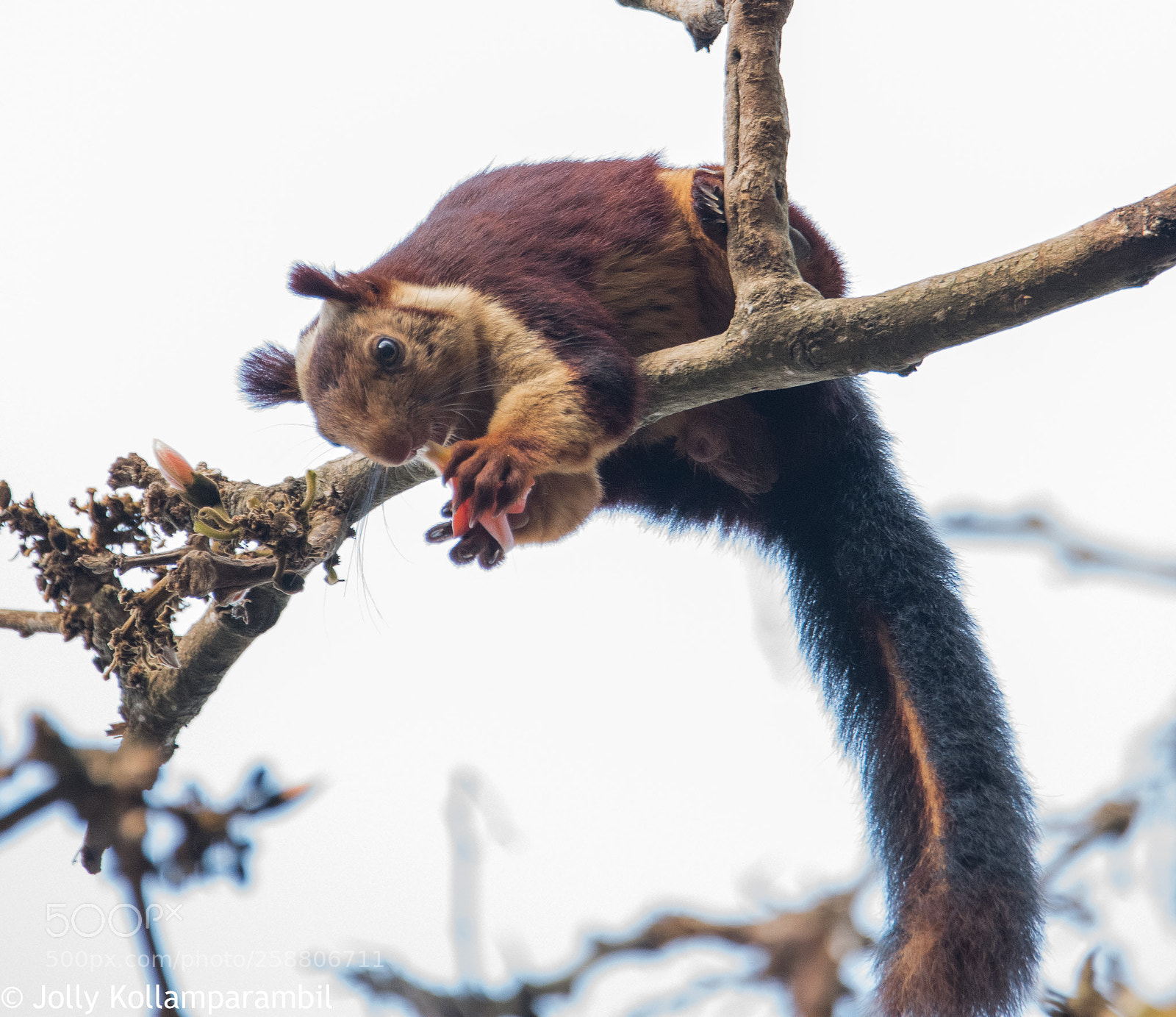 Nikon D810 sample photo. Malabar great squirrel photography