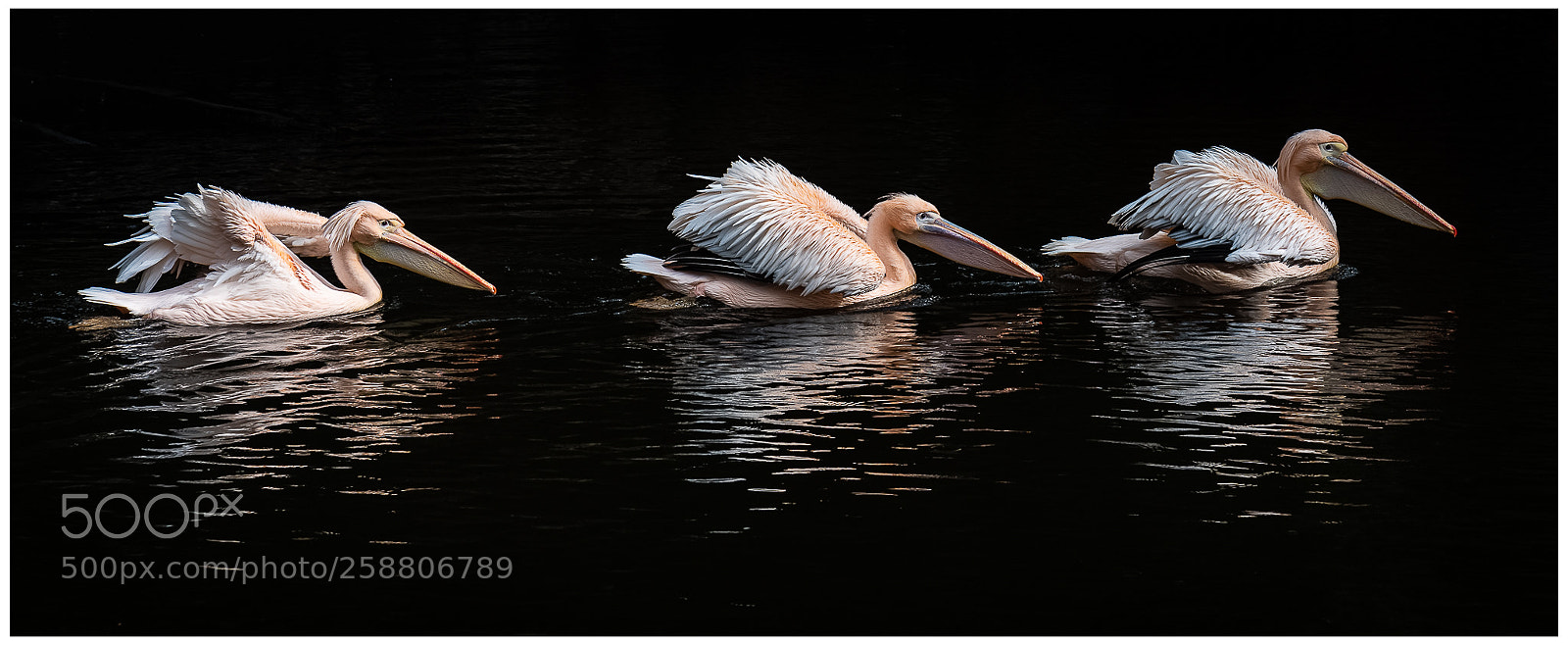 Nikon D810 sample photo. The gang photography