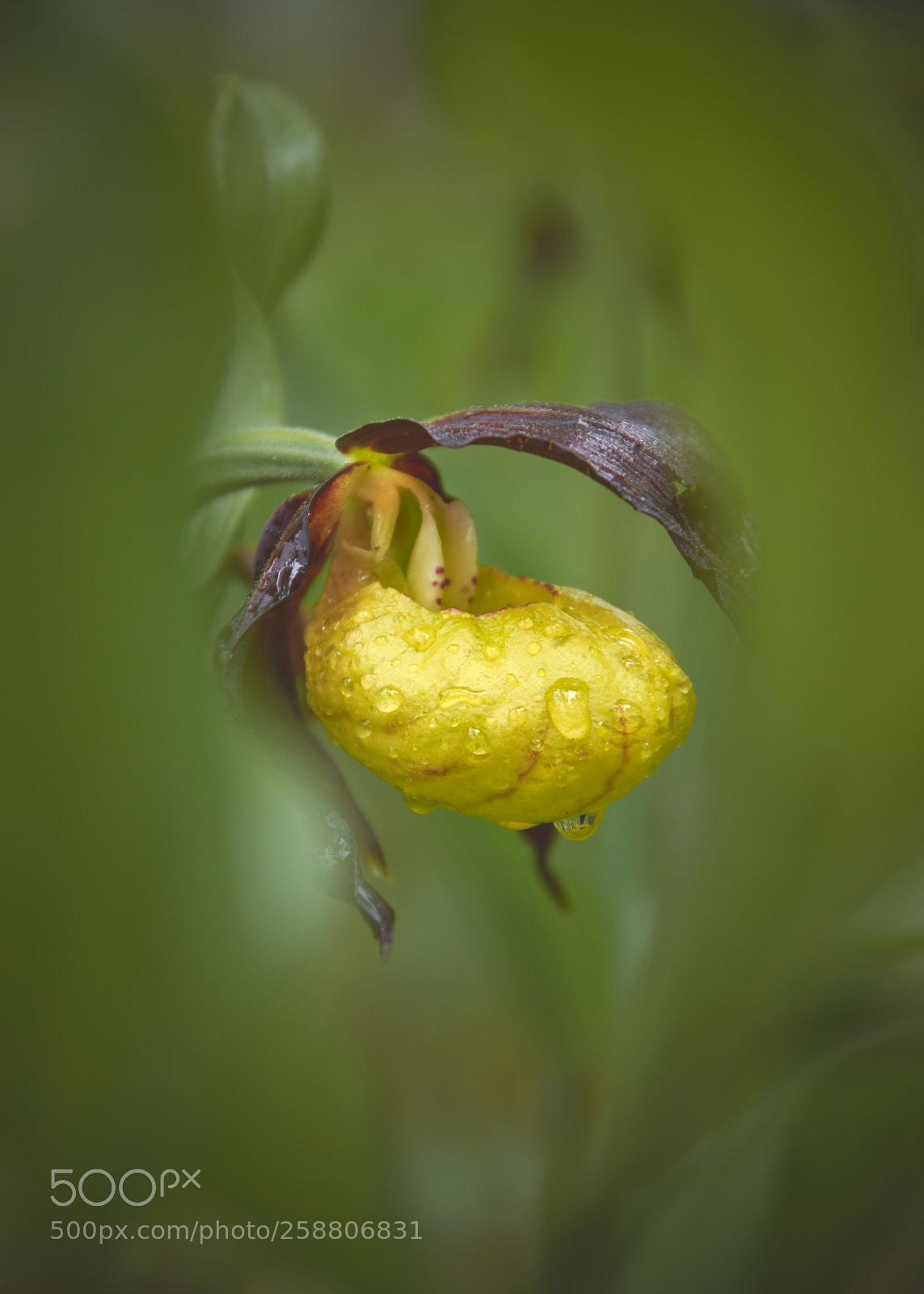 Pentax K-3 II sample photo. Hidden ... photography