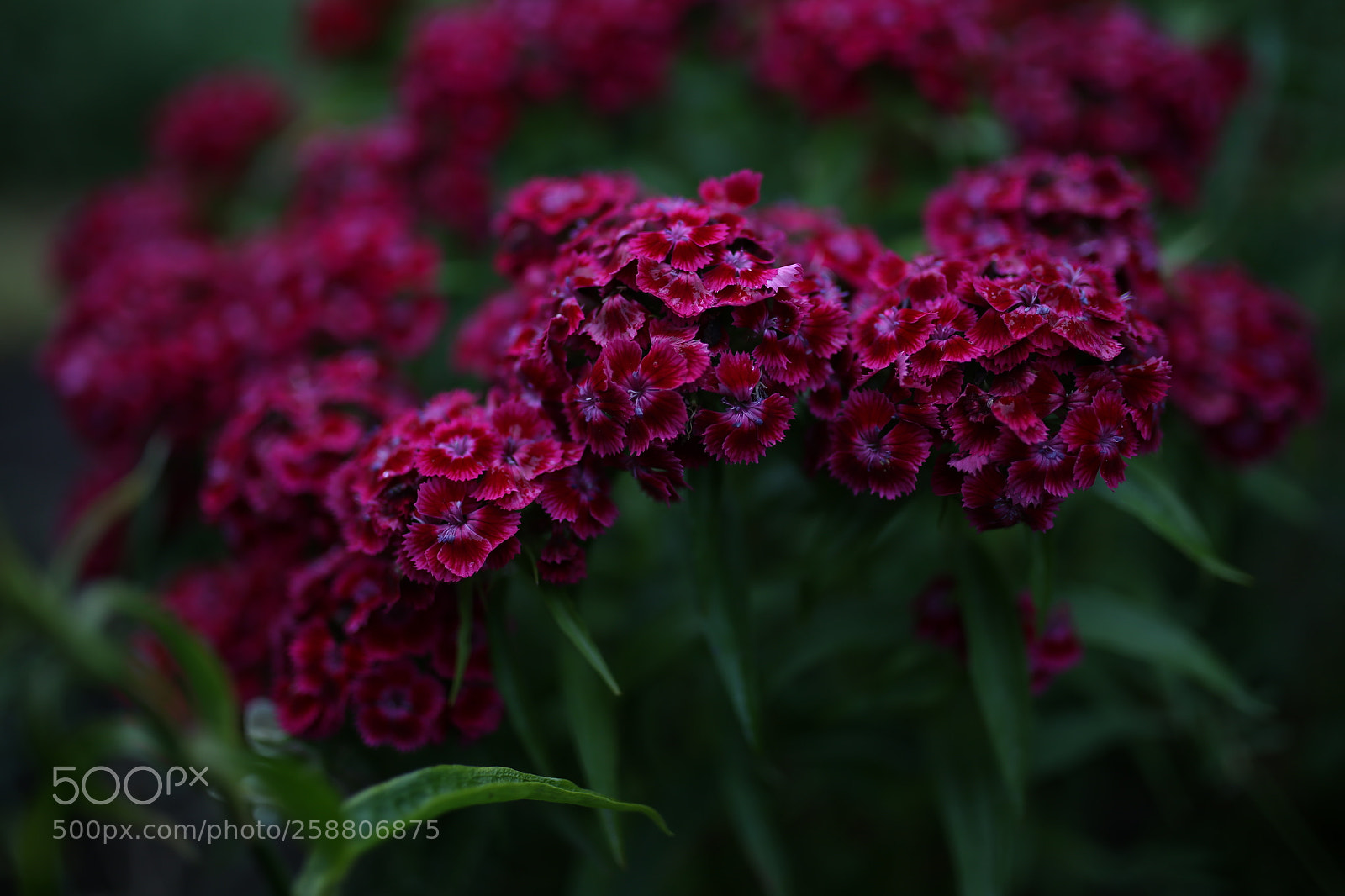 Sigma 35mm F1.4 DG HSM Art sample photo. My mother's garden photography