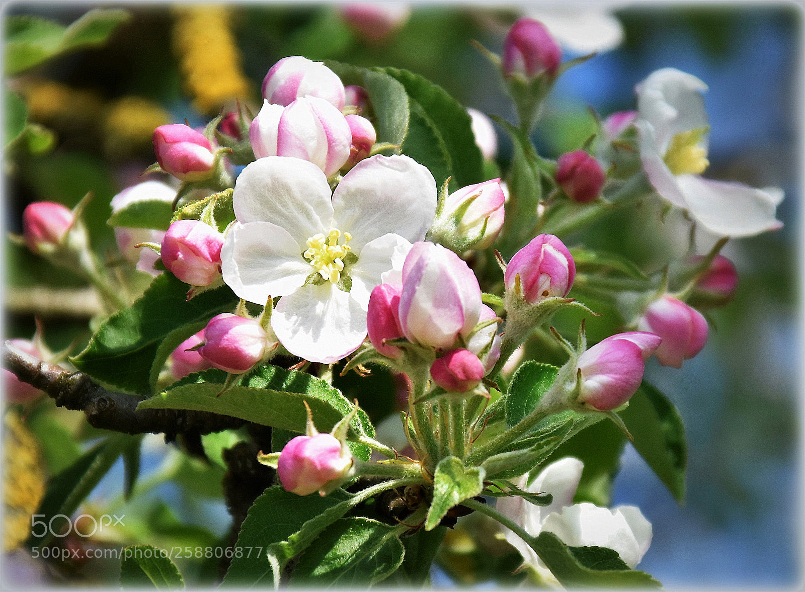 Nikon D7200 sample photo. "blossom" photography