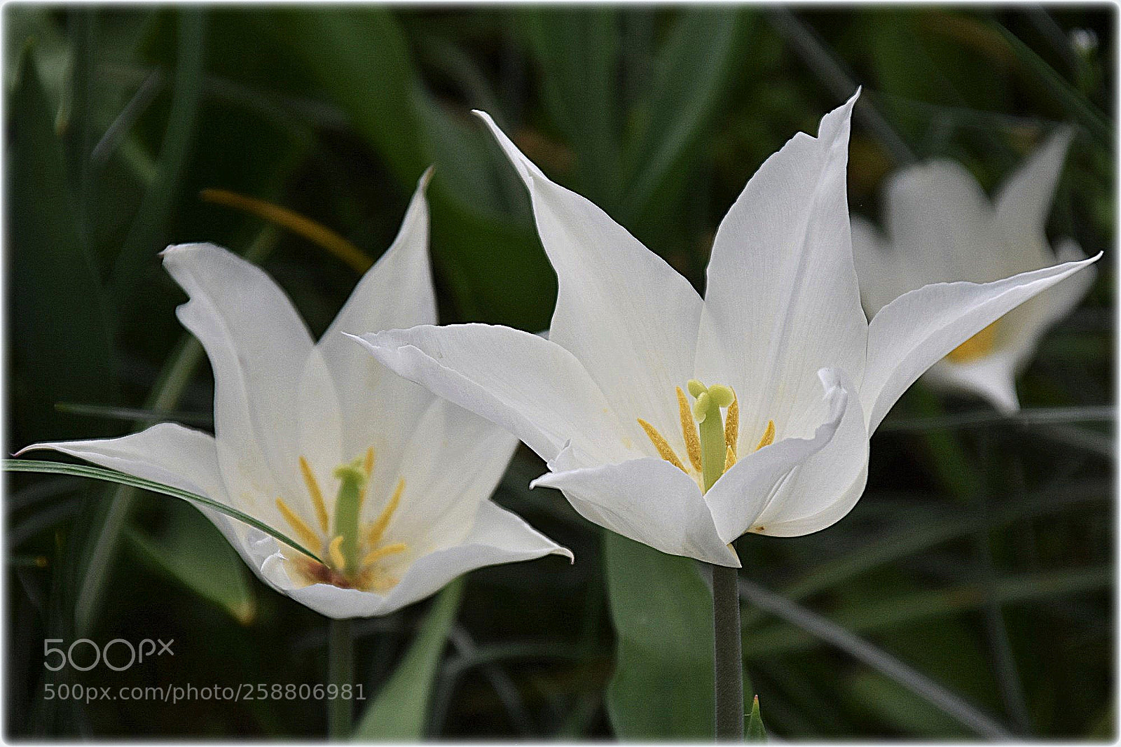 Nikon D7200 sample photo. "white tulip" photography