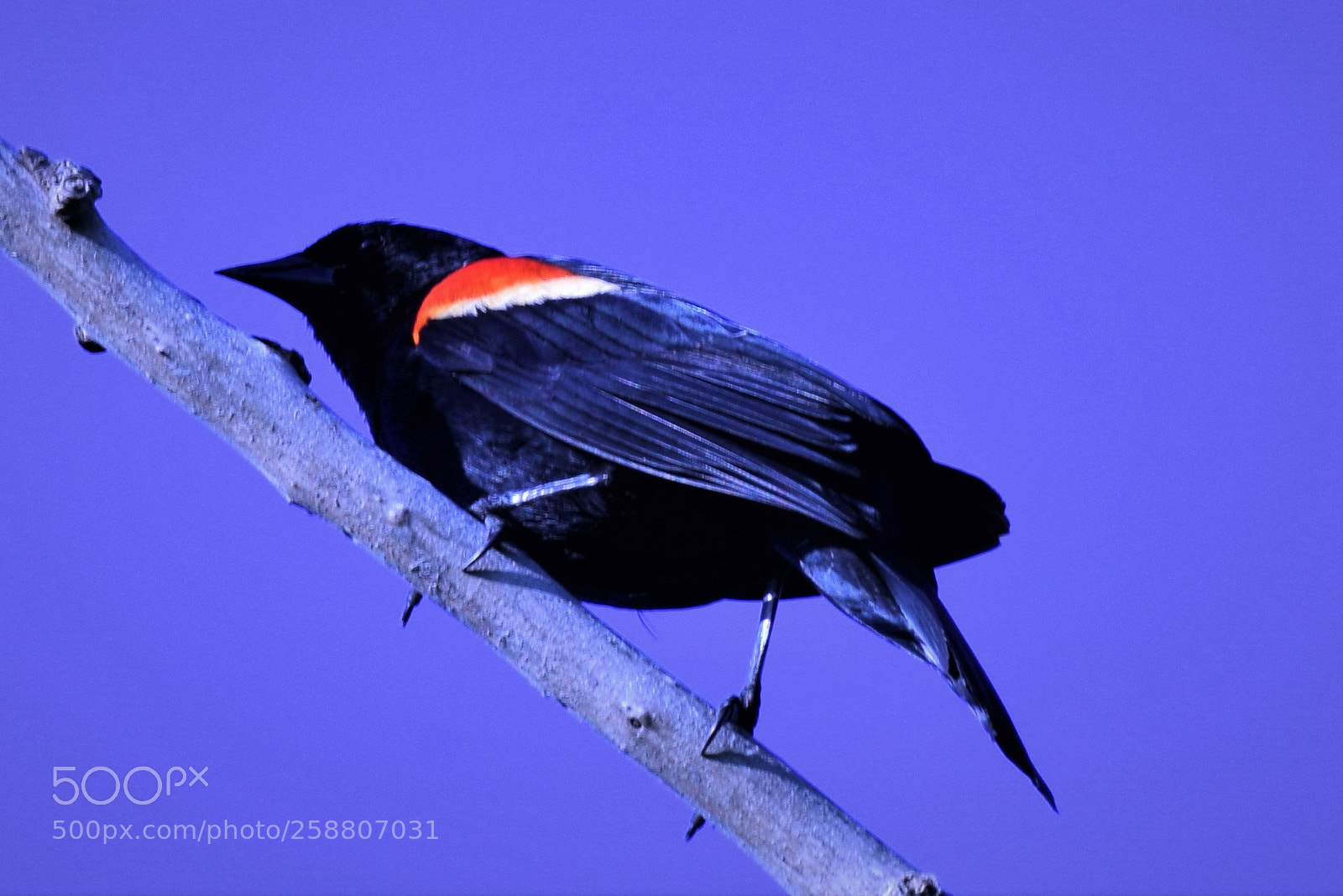 Nikon D3300 sample photo. Red winged blackbird on photography