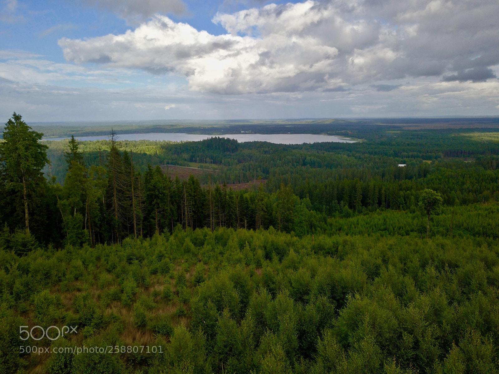 DJI FC220 sample photo. Aerial view over forest photography