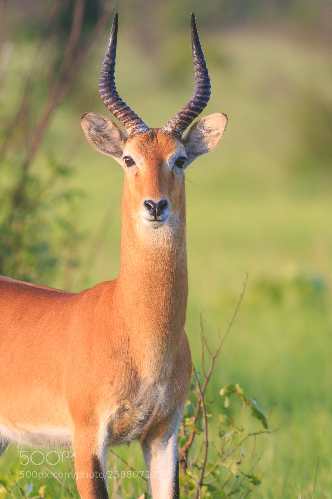 Canon EOS 70D sample photo. Impala photography