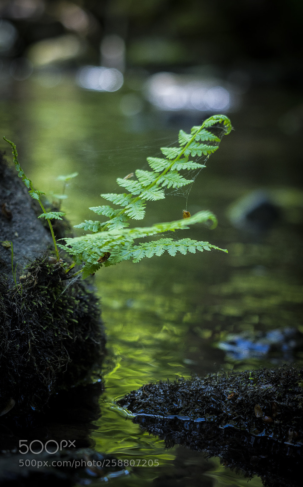 Olympus OM-D E-M1 Mark II sample photo. Small fern photography