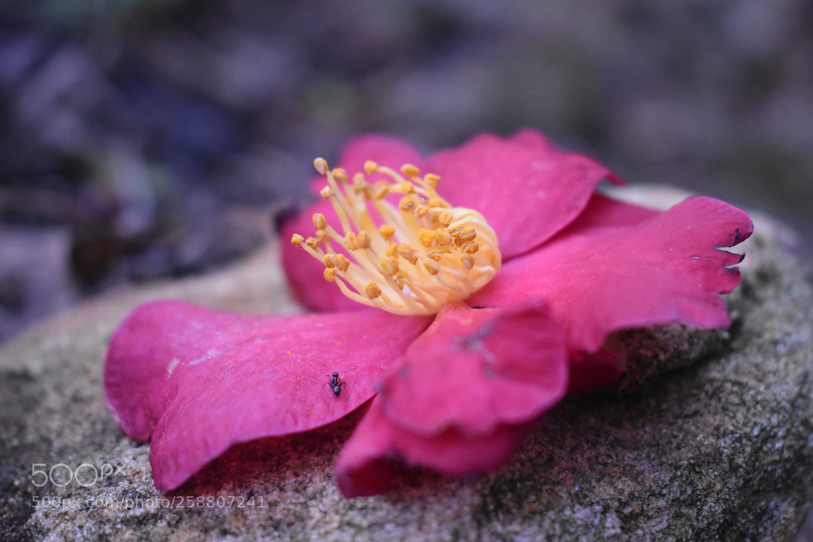 Nikon D3400 sample photo. Life after death photography