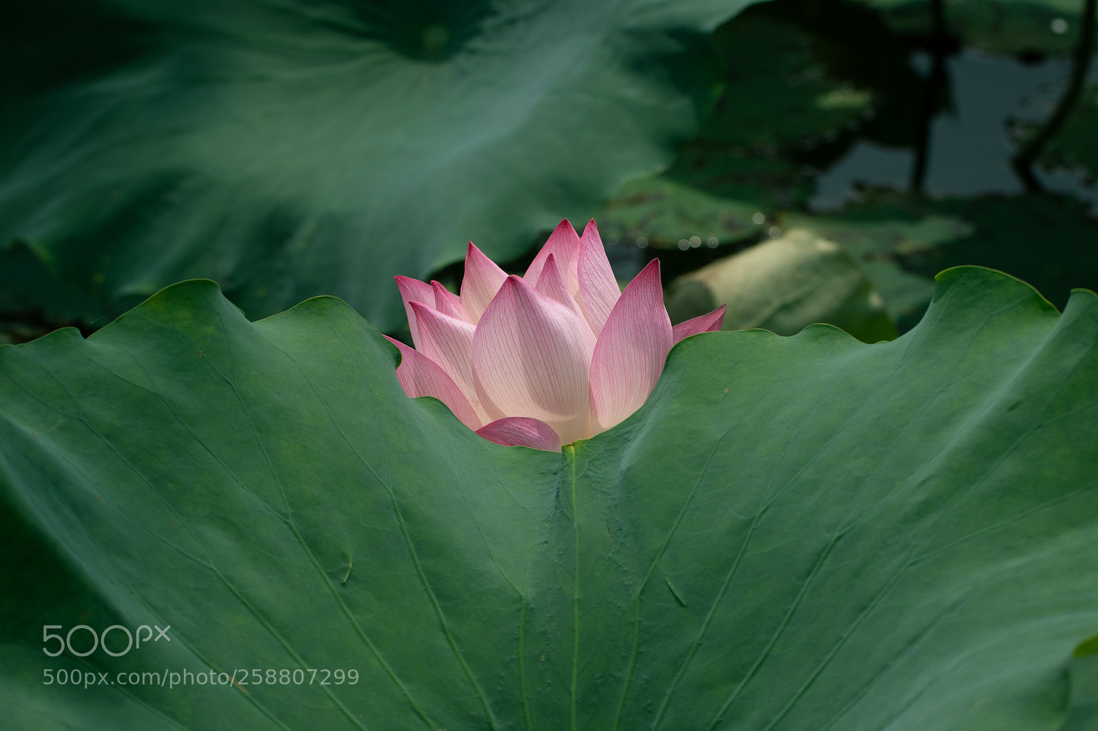 Canon EOS 7D Mark II sample photo. Ôm trọn... photography
