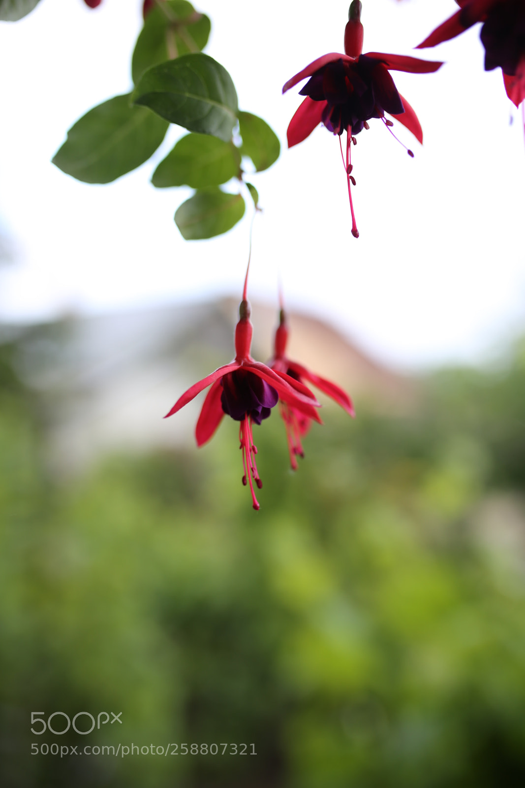 Sigma 35mm F1.4 DG HSM Art sample photo. My mother's garden photography