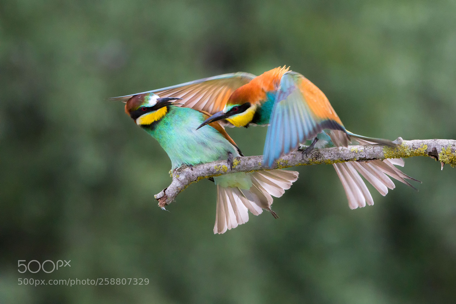 Canon EOS 5D Mark IV sample photo. I gruccioni dello scrivia photography