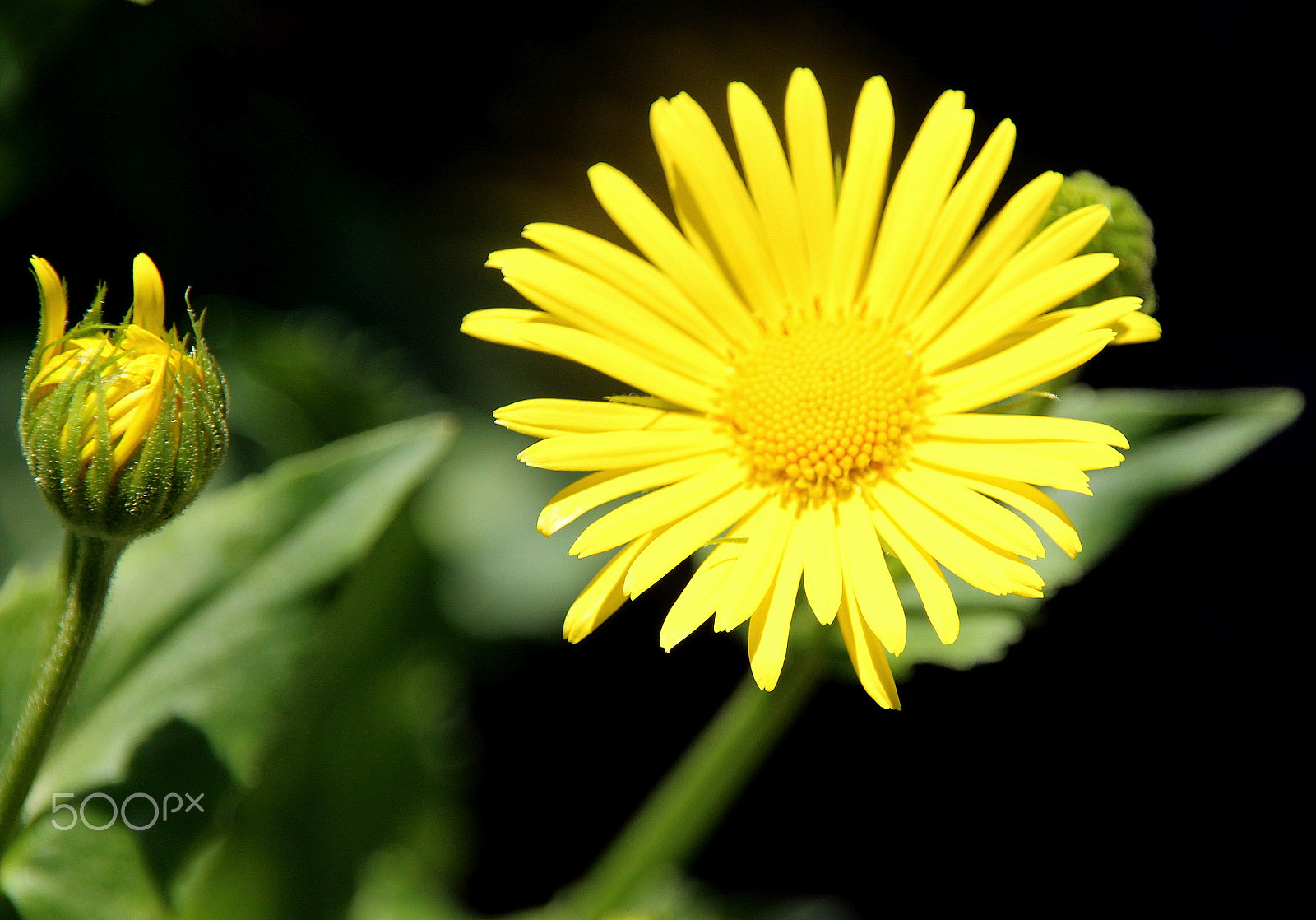 Sigma 18-200mm f/3.5-6.3 DC OS sample photo. Green and yellow photography