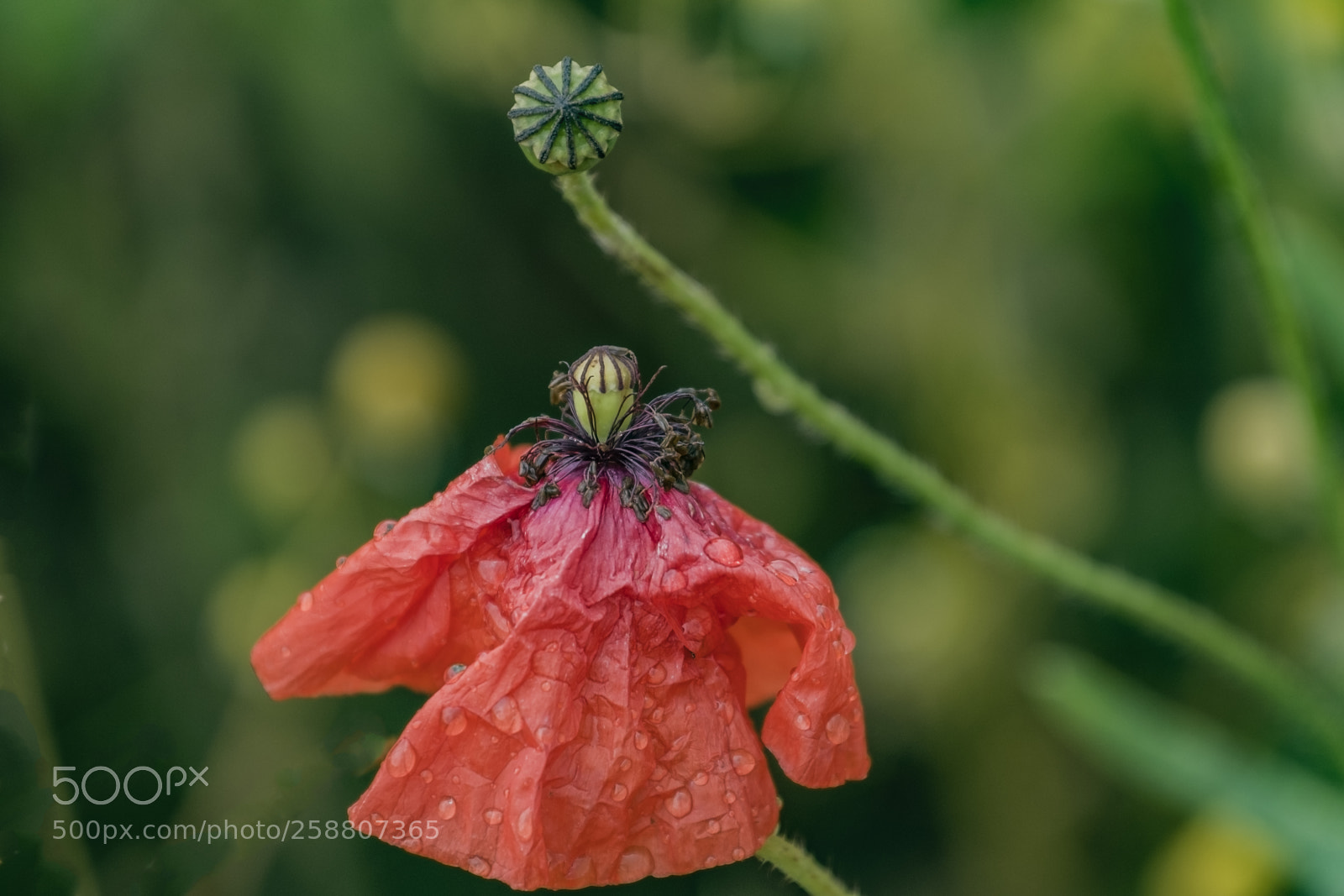Canon EOS 80D sample photo. In the rain photography