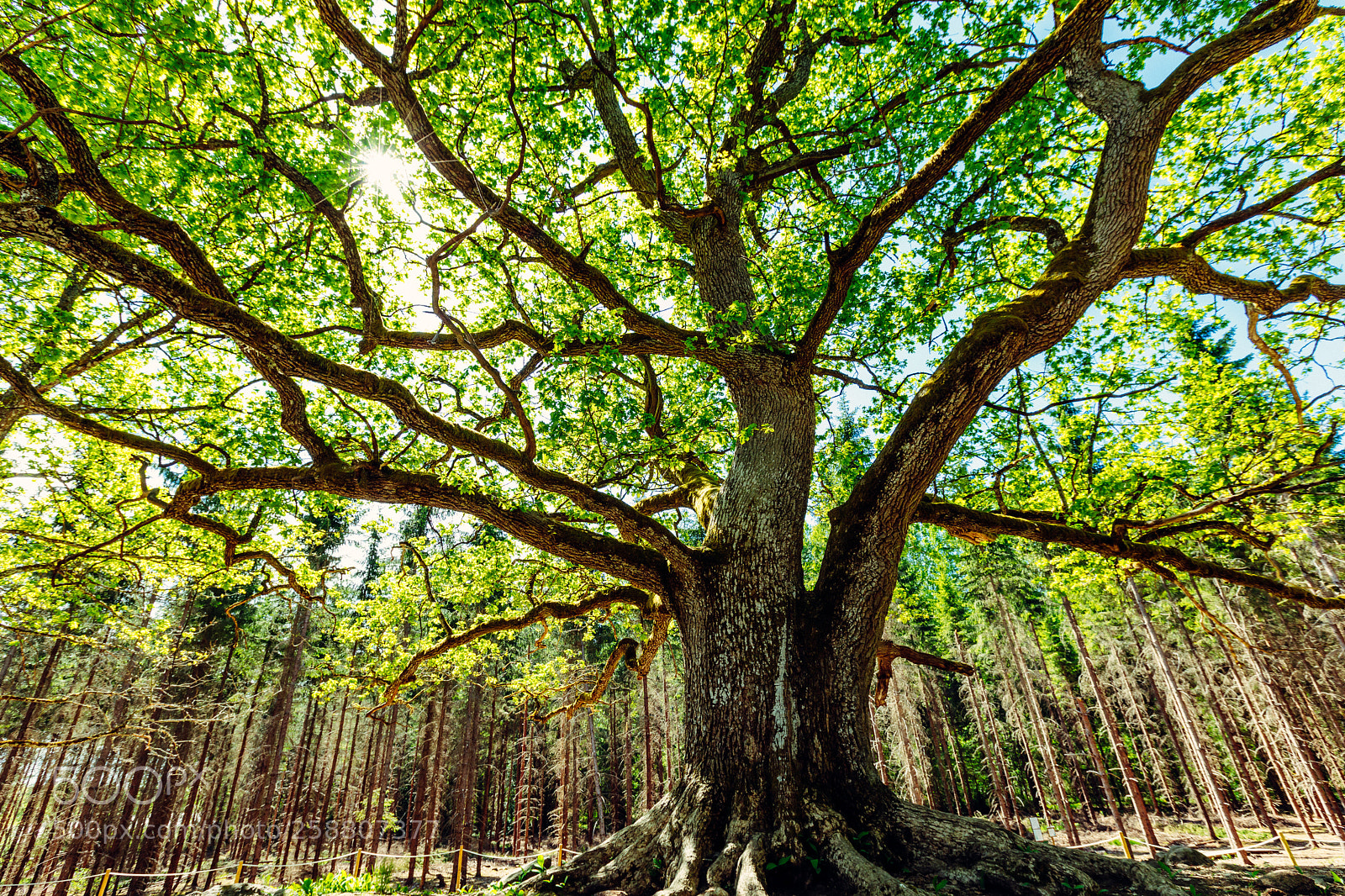 Canon EOS 5D Mark IV sample photo. Mighty oak photography