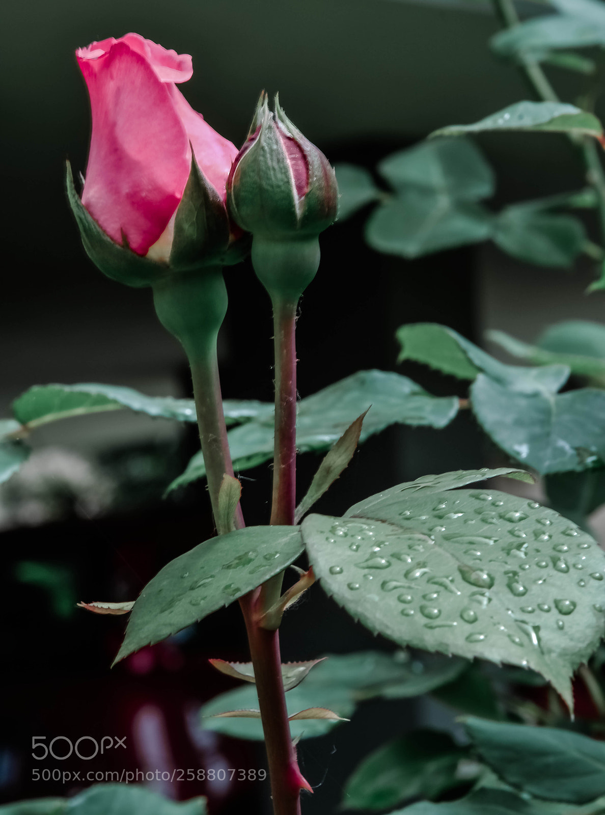 Nikon D3400 sample photo. Ancora rose solo ose photography